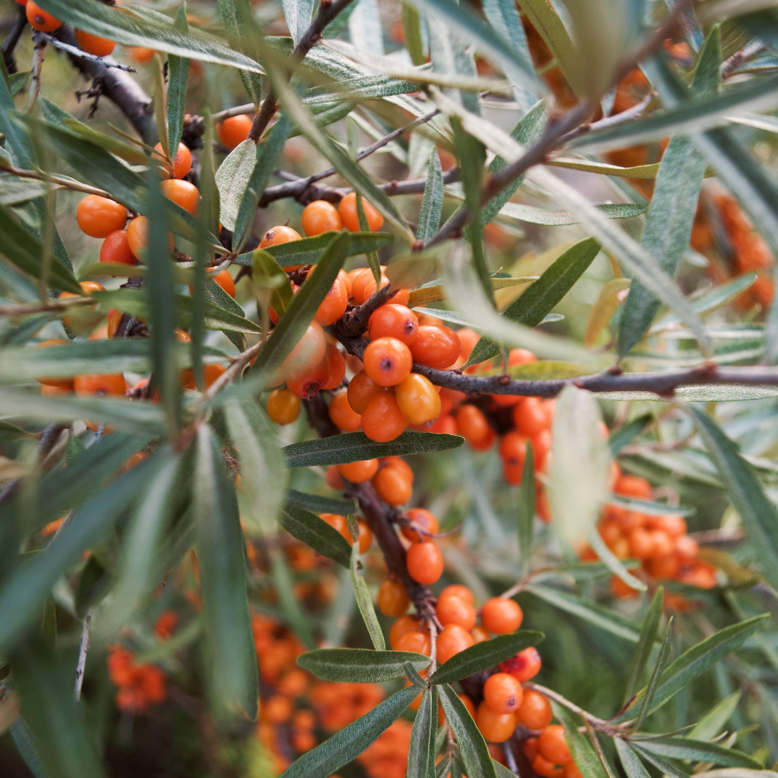 L’importance des oméga 3/6/7/9 Biokhaan